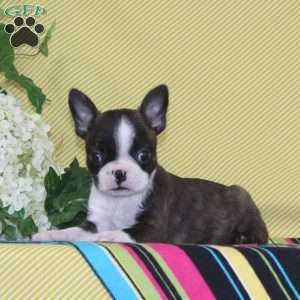 Pierre, Boston Terrier Puppy